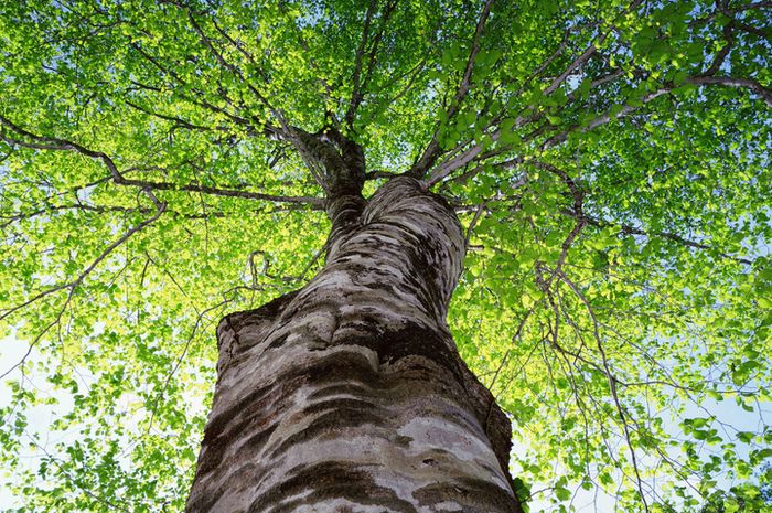 Ada Pohon Raksasa di Pulau Borneo, Tingginya Dua Kali Candi Prambanan