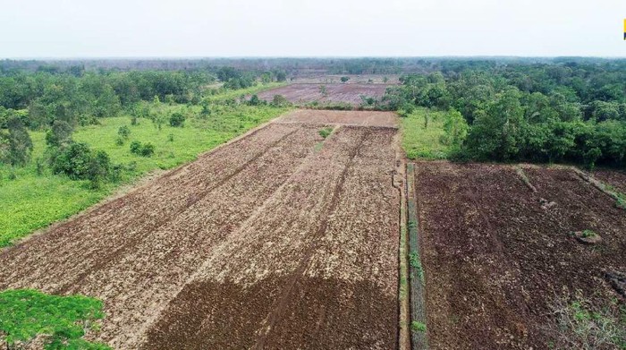 Lumbung Pangan di Kalimantan Dikebut