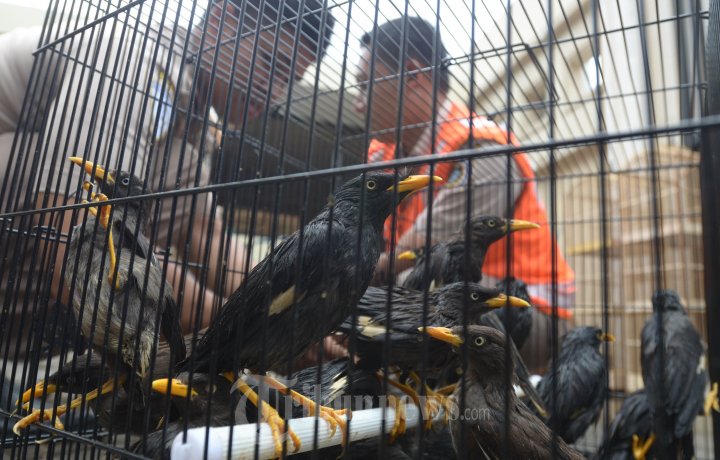 Ratusan Burung Gagal Diselundupkan ke Jawa dan Sulawesi