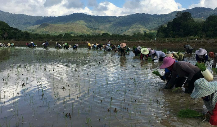 Keunggulan Adan, Beras Organik dari Tapal Batas Kalimantan yang Populer di Negeri Tetangga