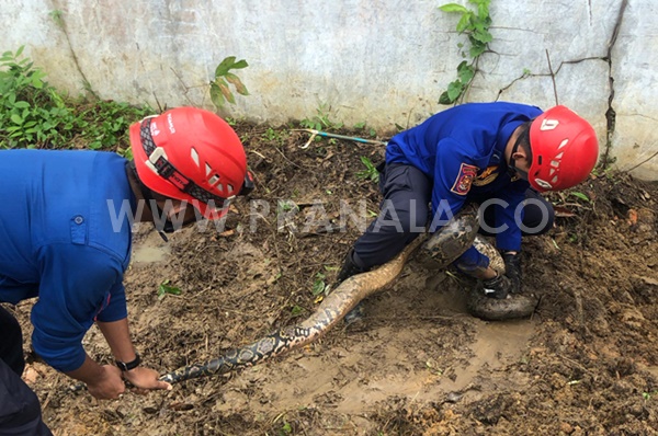 Bikin Panik! Ular Piton 4 Meter Masuk Pemukiman di Bontang