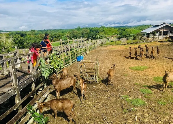 Wisata Rusa hingga Museum, Pemprov Kaltim Gratiskan Retribusi Masuk selama Tiga Bulan