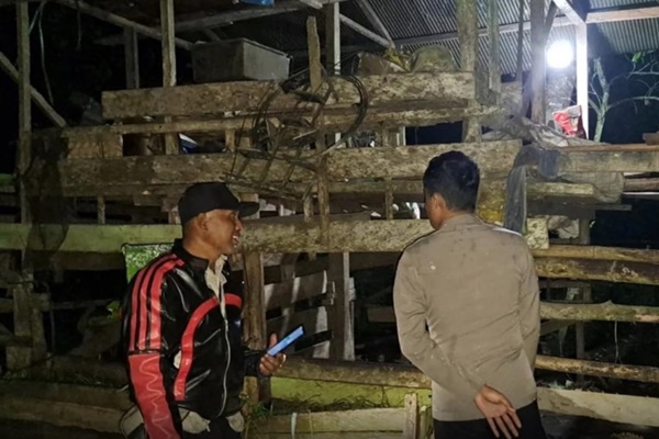 Waspada Maraknya Pencurian Sapi di Sanga Sanga, Kukar!