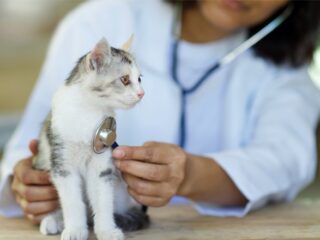 DPMPTSP Bontang Dorong Legalitas Praktik Dokter Hewan