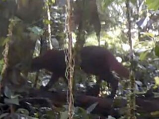 Kucing Misterius Kalimantan Terekam Kamera setelah 2 Dekade Menghilang