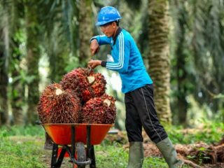 Harga TBS Sawit Kaltim Anjlok, Ini Penyebabnya