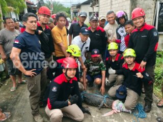 Buaya di Kolong Rumah Gegerkan Warga Bontang, Dievakuasi Damkar 2 Jam