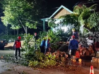 Pohon Tumbang Tutup Jalan Pupuk Raya Bontang, Lalu Lintas Macet Dua Jam