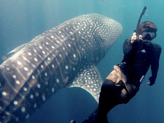 Sensasi Wisata di Pulau Miang Kutim, Bisa Berenang bersama Hiu Paus